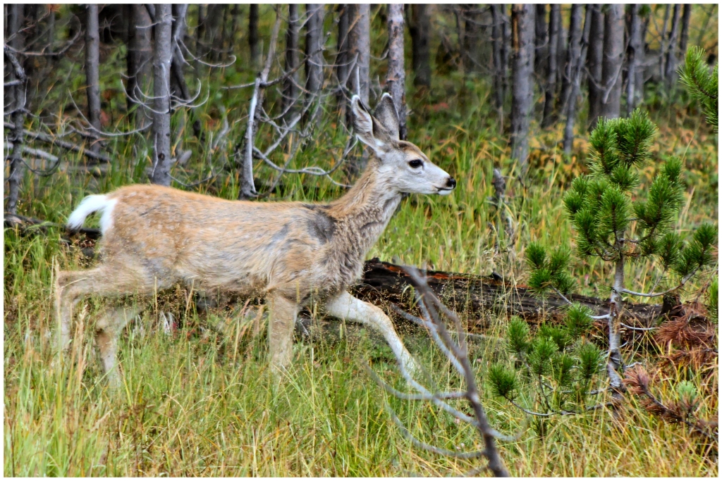 04 - Yellowstone NP (25).jpg